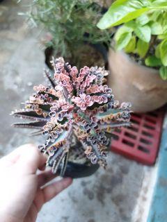Pink Butterfly Succulent Live plant