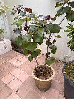 plant to give away