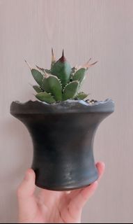 （分類：）位於 。 由 c.p.v. 提交（商品編號 1166189889，圖片 1）。簡介： 。
