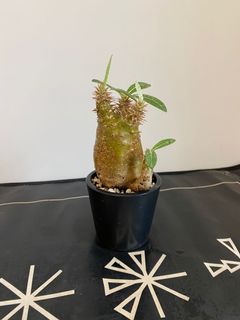 （分類：）位於 。 由 mrbingoboy 提交（商品編號 1166088703，圖片 1）。簡介： 。