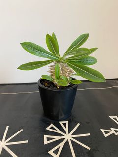（分類：）位於 。 由 mrbingoboy 提交（商品編號 1166088872，圖片 1）。簡介： 。