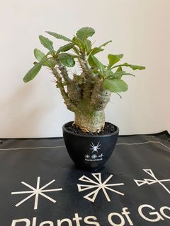 （分類：）位於 。 由 mrbingoboy 提交（商品編號 1166089115，圖片 1）。簡介： 。