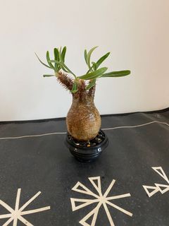 （分類：）位於 。 由 mrbingoboy 提交（商品編號 1166089573，圖片 1）。簡介： 。