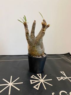 （分類：）位於 。 由 mrbingoboy 提交（商品編號 1166089679，圖片 1）。簡介： 。