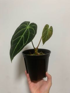 （分類：）位於 。 由 own_plant 提交（商品編號 1166030030，圖片 1）。簡介： 。