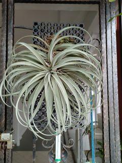 Big Outdoors/Indoors Airplant
