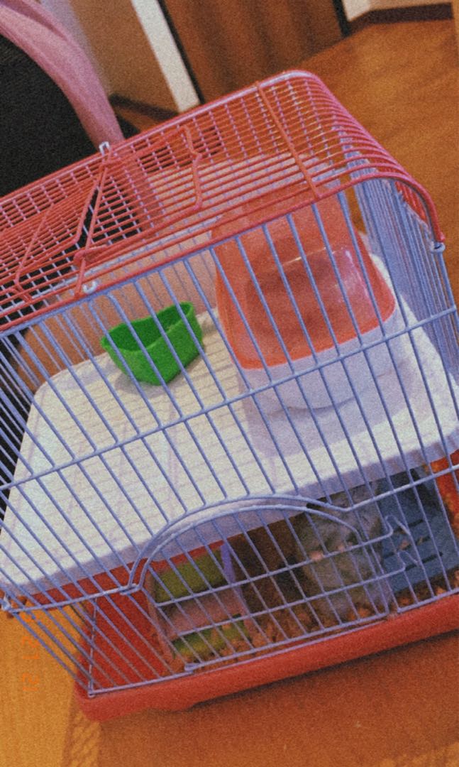 HAMSTER CAGE FOR FREE Pet Supplies Homes Other Pet
