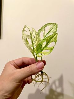（分類：）位於 。 由 jaytheelf 提交（商品編號 1166160725，圖片 1）。簡介： 。