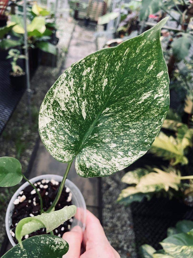 Monstera Deliciosa White Monster Mint Variegated , Furniture