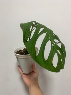 （分類：）位於 。 由 own_plant 提交（商品編號 1166030265，圖片 1）。簡介： 。