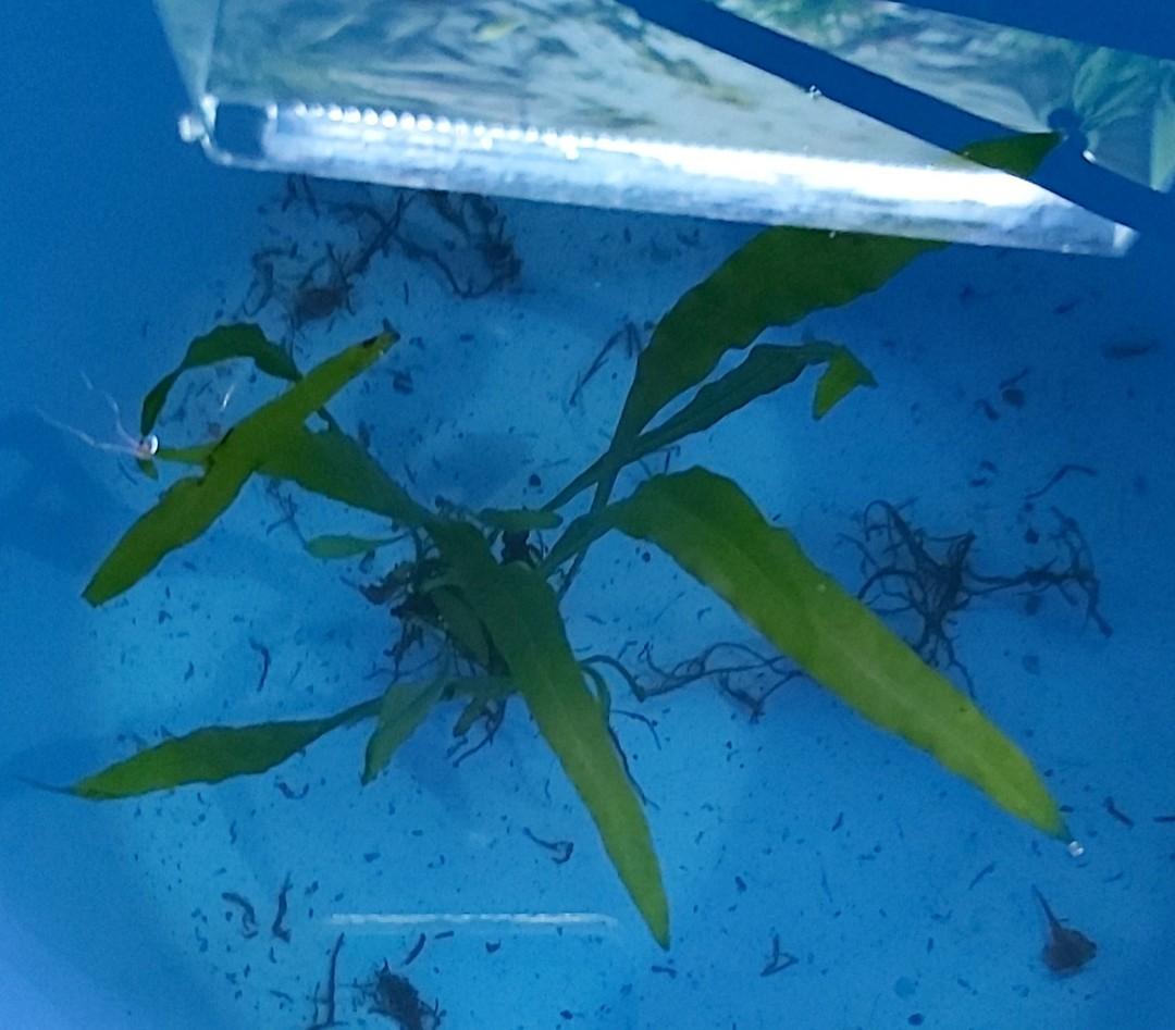 Narrow leaf Java Fern, Furniture & Home Living, Gardening, Plants