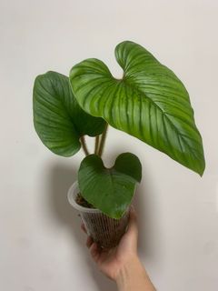 （分類：）位於 。 由 own_plant 提交（商品編號 1166043207，圖片 1）。簡介： 。