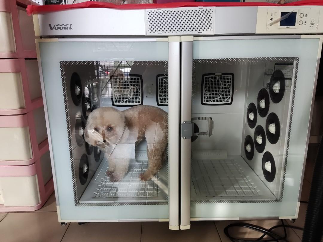 Poppet sales pet dryer