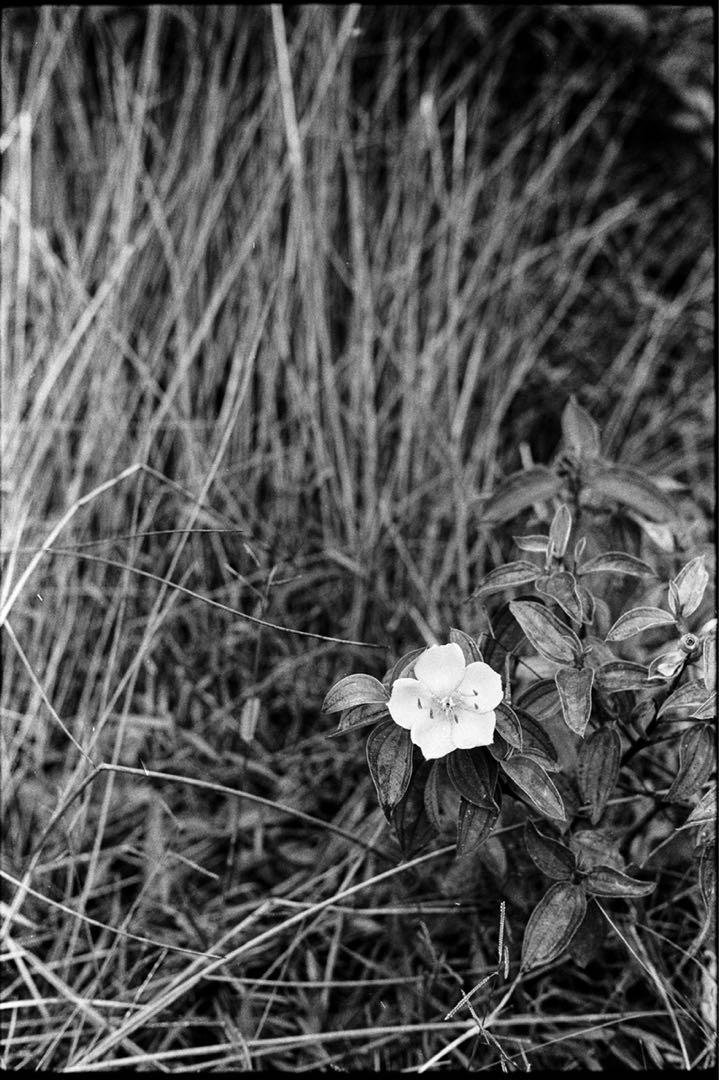 ARSIMAGO LAB BOX Film Developing Tank, 攝影器材, 攝影配件, 其他攝影配件 Carousell