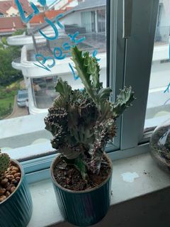 (Category: ) located in . Submitted by diane274 (Listing ID 1166235940, Image 1). Description: .