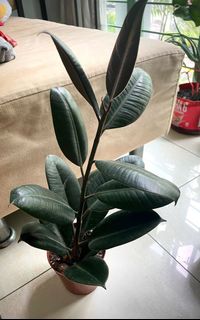 (Category: ) located in . Submitted by ininn (Listing ID 1166236241, Image 1). Description: .