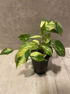 （分類：）位於 。 由 pothos852 提交（商品編號 1166241641，圖片 1）。簡介： 。