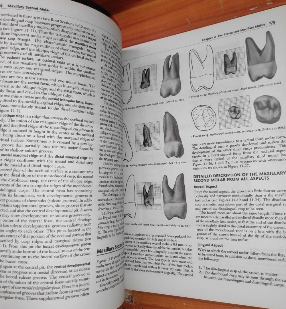 Wheeler's Dental Anatomy, Physiology and Occlusion (10th Ed), Hobbies