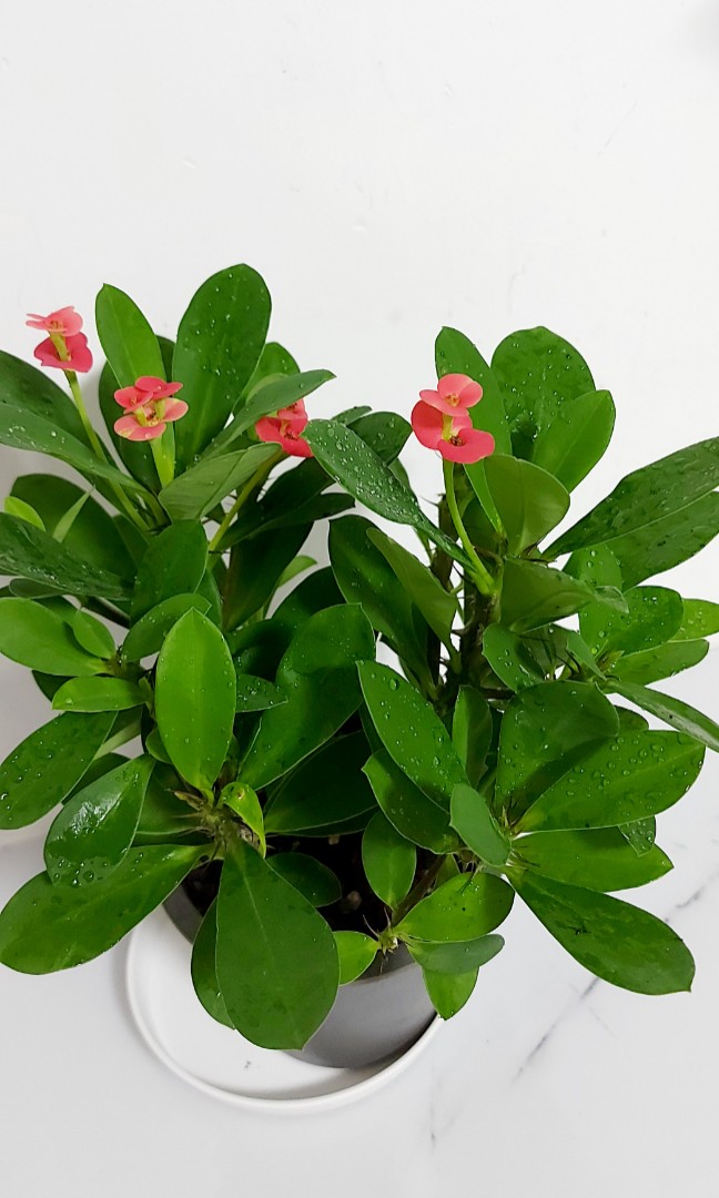麒麟花 鐵海棠 麒麟花幾乎全年開花 花色鲜艷 開花期長 鲜艷精致的花给人一種優雅淡然的感覺 清新養眼 賞心悦目 而且麒麟花寓意吉祥如意 有辟邪 擋煞 解灾難的風水作用 適合室內養植 傢俬 家居 園藝 盆栽 Carousell