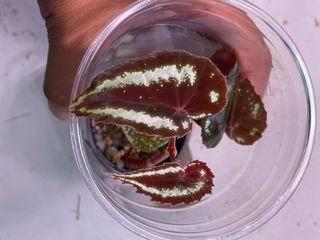 （分類：）位於 。 由 thelostforest 提交（商品編號 1166498762，圖片 1）。簡介： 。