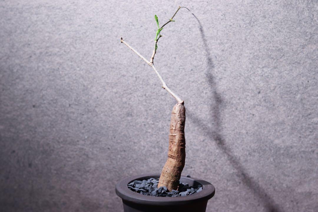 象足葡萄甕 Cyphostemma Elephantopus 葡萄甕 象足 竹芋 海芋 觀葉 厚敦菊 象牙宮 布紋球 斷崖女王 懶人植物 發財樹