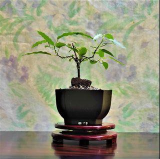 Pot1 Bonsai MINI Ficus Virens