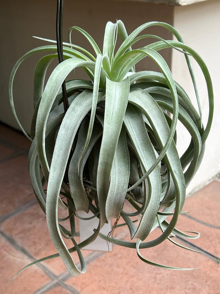 Tillandsia Regal Rene (T. Regal Rene)