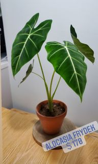 （分類：）位於 。 由 heropigpig 提交（商品編號 1166748176，圖片 1）。簡介： 。