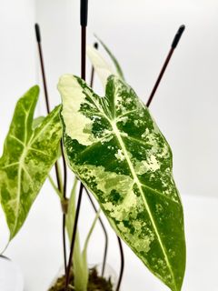 （分類：）位於 。 由 8f_plantlab 提交（商品編號 1166749545，圖片 1）。簡介： 。