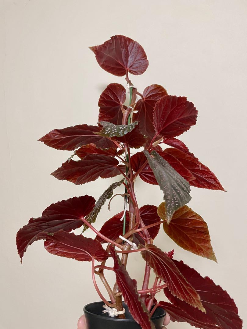 Begonia benigo pink, Furniture & Home Living, Gardening, Plants & Seeds on  Carousell