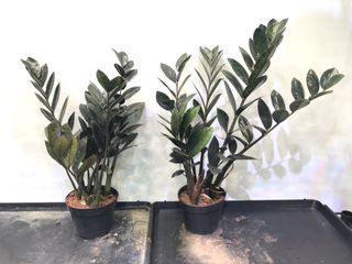 (Category: ) located in . Submitted by foliage_forest (Listing ID 1166709567, Image 1). Description: .