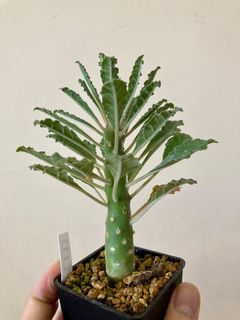 (Category: ) located in . Submitted by leafygardener (Listing ID 1166693854, Image 1). Description: .