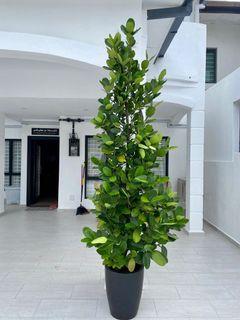 Garcinia tree