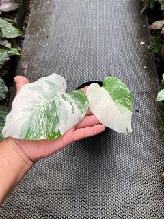 Monstera Albo