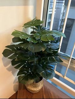 (Category: ) located in . Submitted by shariqi (Listing ID 1166751260, Image 1). Description: .