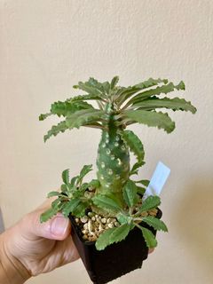 (Category: ) located in . Submitted by leafygardener (Listing ID 1166694305, Image 1). Description: .
