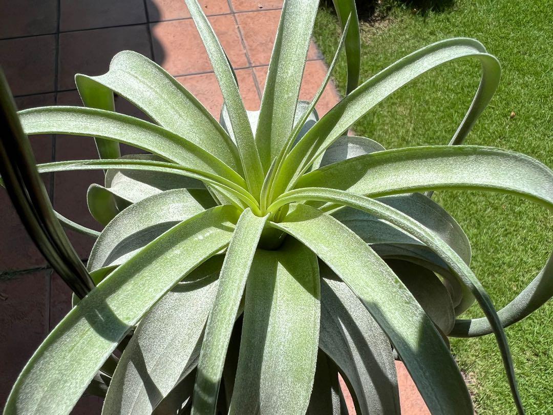 Tillandsia Regal Rene (T. Regal Rene)