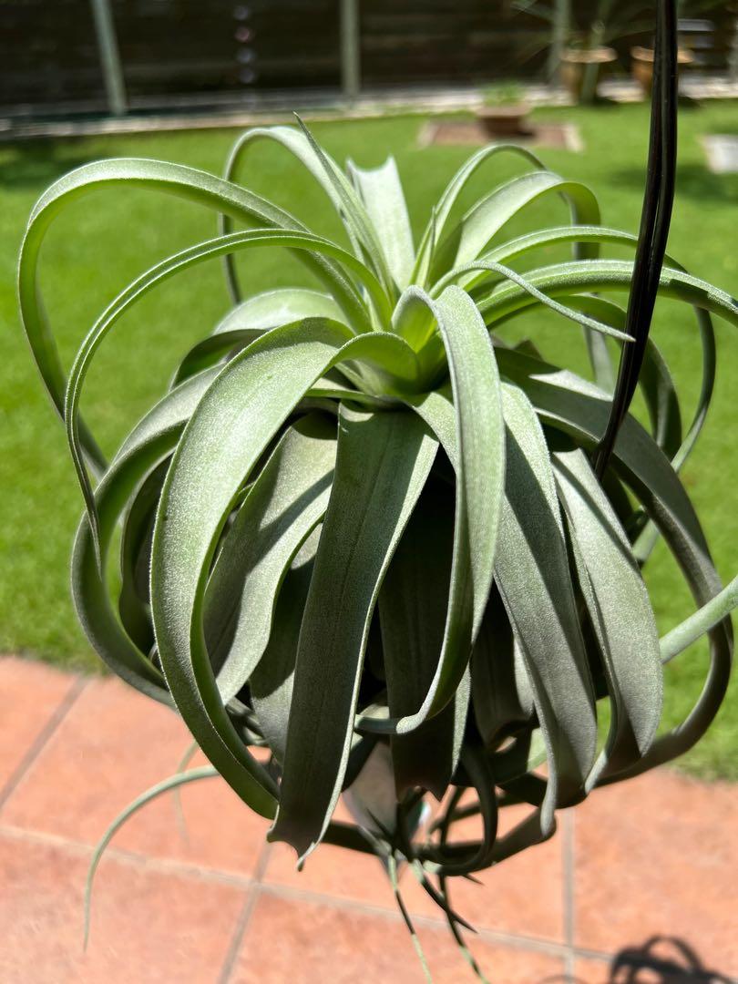 Tillandsia Regal Rene (T. Regal Rene)