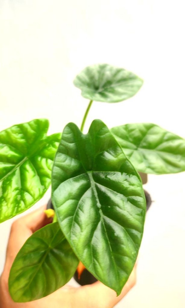Alocasia green dragonscale, Furniture & Home Living, Gardening, Plants