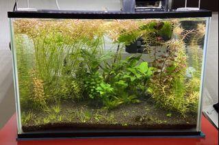 Aquarium only