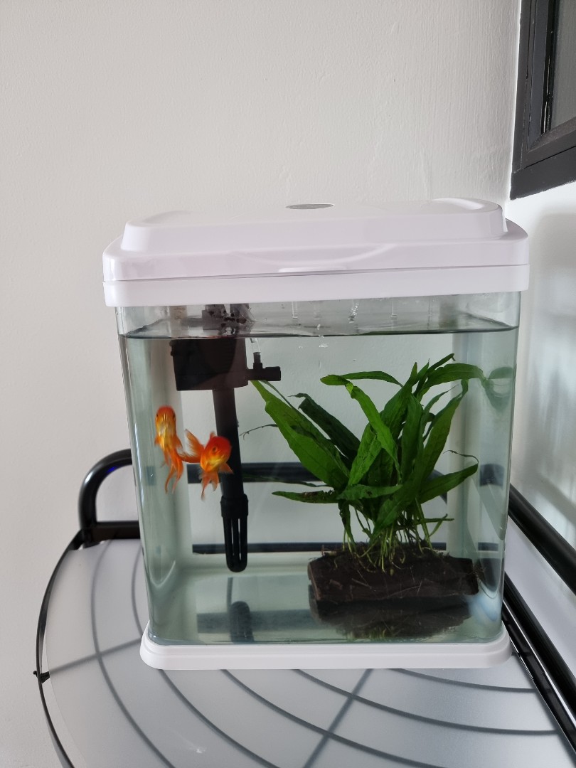 10l fish tank on sale