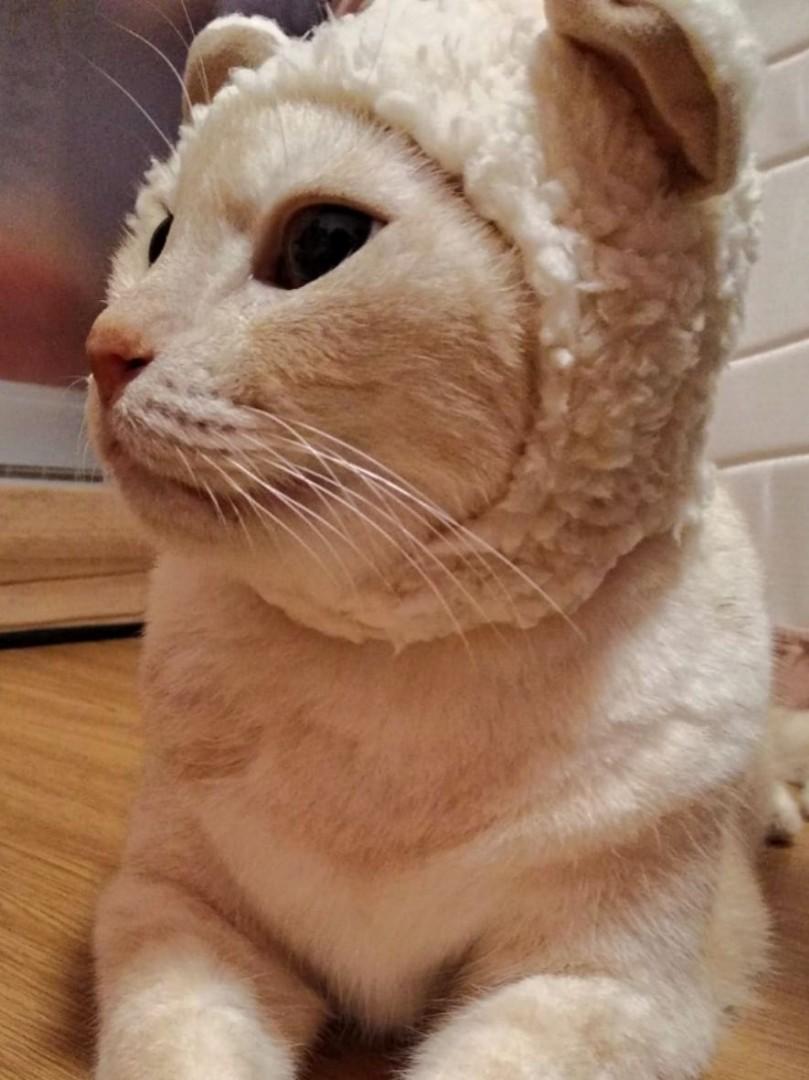 Kitan Club Cat Cap head wear head gear