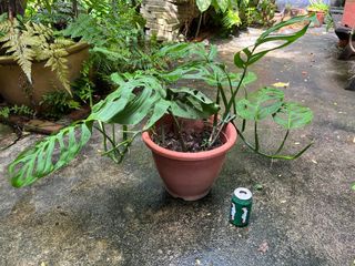 (Category: ) located in . Submitted by thamwaihon (Listing ID 1166843292, Image 1). Description: .
