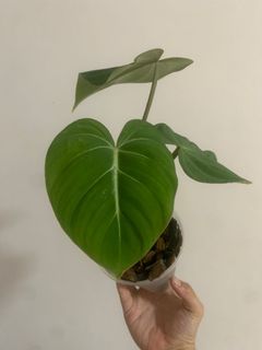 （分類：）位於 。 由 own_plant 提交（商品編號 1166974348，圖片 1）。簡介： 。