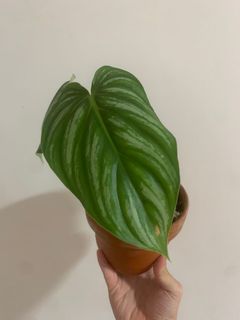 （分類：）位於 。 由 own_plant 提交（商品編號 1166974825，圖片 1）。簡介： 。