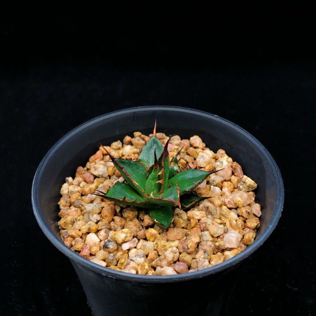 Sg1560 日本輸入姬霍利達龍舌蘭 多肉植物小盆栽禮物 傢俬 家居 園藝 植物及種子 Carousell Sg1560 日本輸入姬霍利達龍舌蘭 多肉植物小盆栽禮物 傢俬 家居 園藝 植物及種子 Carousell
