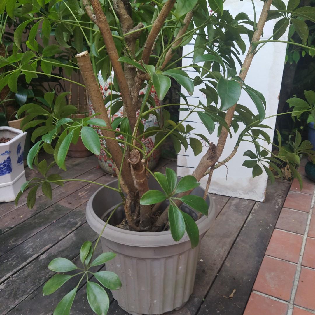 1.5m/5 ft tall Umbrella Tree, Furniture & Home Living, Gardening