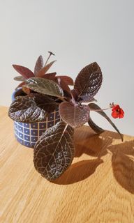 （分類：）位於 。 由 heropigpig 提交（商品編號 1167188852，圖片 1）。簡介： 。