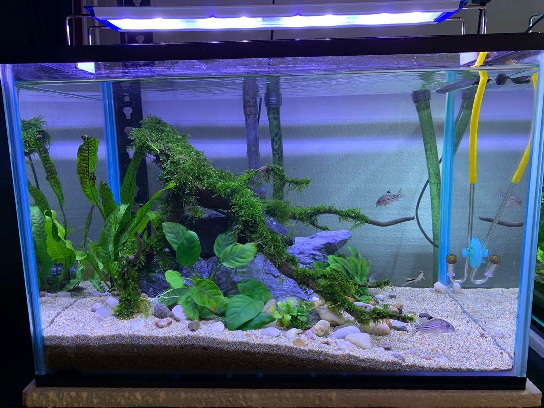 Hey guys! I recently set up my first betta tank, looking for a