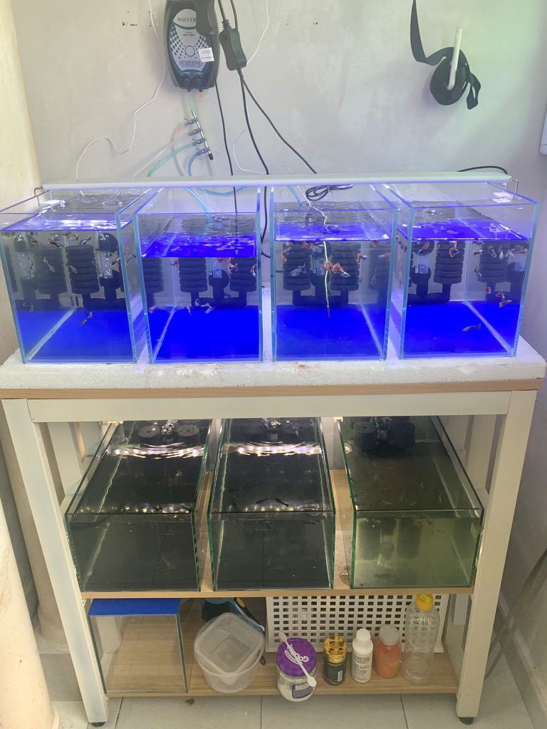 Fish tank setup, Pet Supplies, Homes & Other Pet Accessories on Carousell